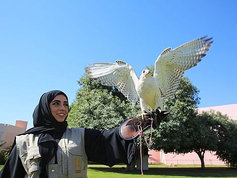 An Emirati birds of prey trainer at Al Ain Zoo