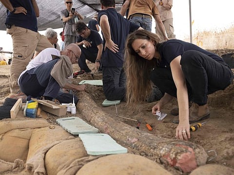 Archaeologists, paleontologists and conservators from Israel Antiquities Authority, Tel Aviv University and Ben Gurion University, work at the site where a 2.5-meter-long tusk from an ancient straight-tusked elephant (Palaeoloxodon antiquus) was discovered, near Kibbutz Revadim in southern Israel on August 31 2022. 