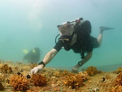 Coral health is one of the focus areas of the project