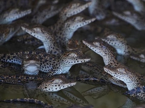Photos: Cuban scientists race to save one of the world´s rarest crocodiles