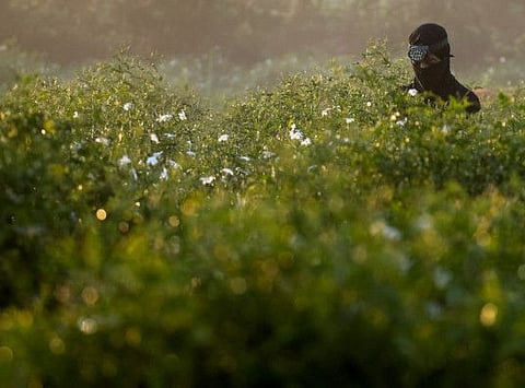 An Egyptian farmer harvests jasmine flowers to be used at preparation factories of jasmine paste and oils for export outside country, at Shubra Beloula village, in Egypt's northern Nile delta province of Gharbia, August 14, 2022. Egypt's jasmine industry has suffered in recent years, the heat has affected the production.