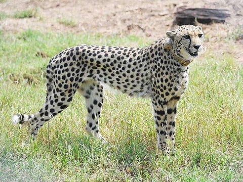  A total of 20 cheetahs were transported from Namibia and South Africa in two phases, of them 10, including three cubs born at Kuno, have died so far.