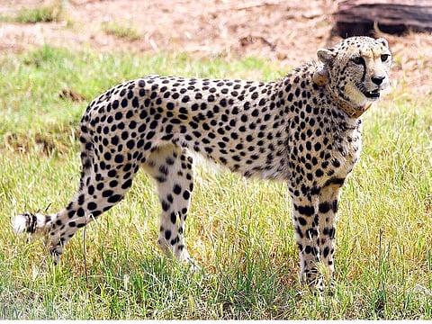 Wild cheetahs, which had become extinct in India, were reintroduced into the Kuno National Park, Madhya Pradesh in 2022.