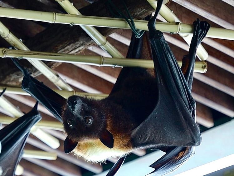 Flying foxes  green planet