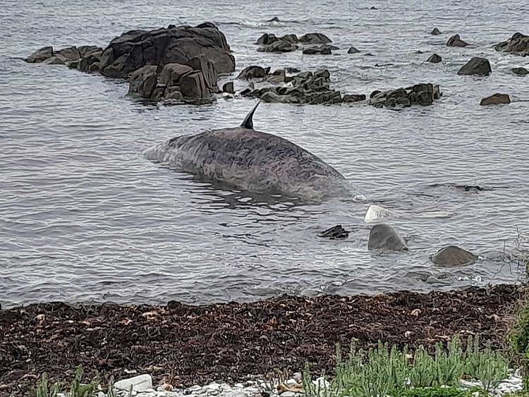 sperm whale tasmania