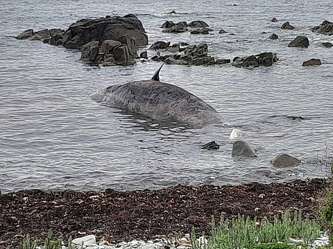 A beached sperm whale is seen at bay in King Island, Tasmania, Australia, September 20, 2022. 