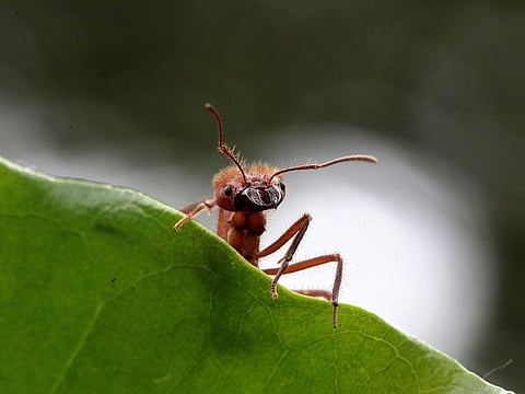 A zompopa ant reared for human consumption is pictured in the insect farm of biologist Federico Paniagua, as he promotes the ingestion of a wide variety of insects as a low-cost and nutrient-rich food.