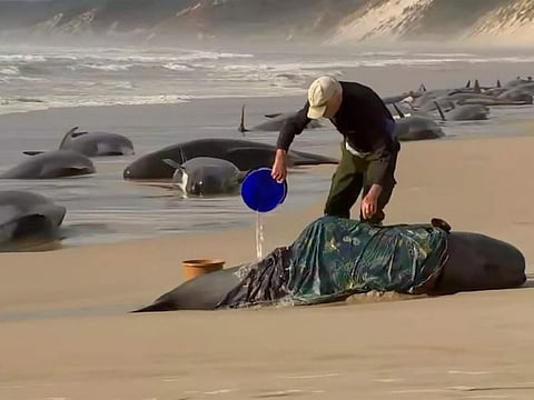 In this image made from a video, a rescuer pours water on one of stranded whales on Ocean Beach, near Strahan, Australia Wednesday, Sept. 21, 2022. AP