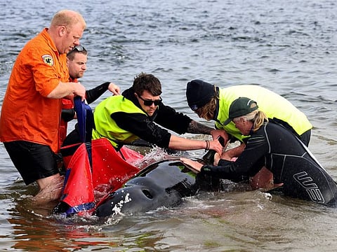 Rescuers release a stranded pilot whale back in the ocean at Macquarie Heads, on the west coast of Tasmania on September 22, 2022.