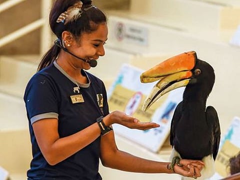 Watch: Dubai Safari Park reopens on September 27