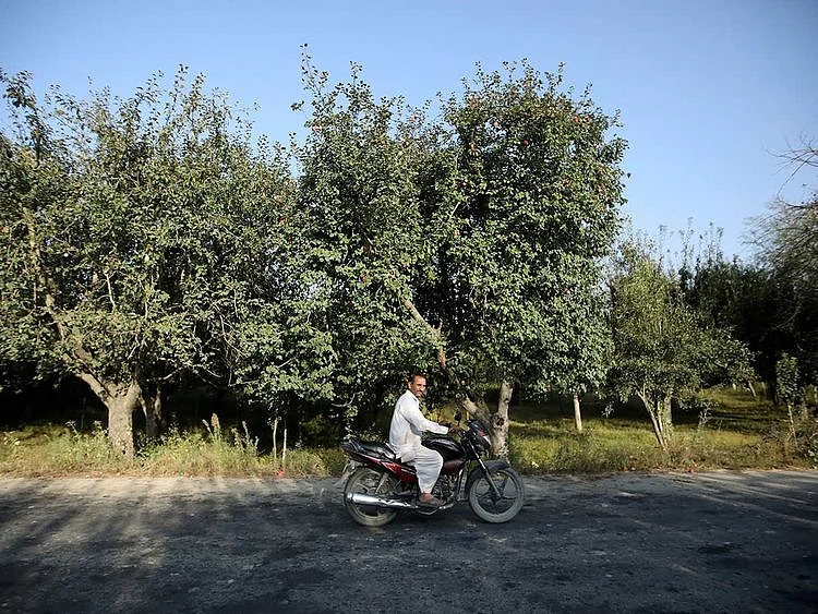 kashmir apples