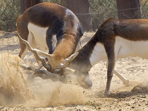 Blackbuck in action at Dubai Safari in Dubai on Friday, September 30,  2022. Photo: Ahmed Ramzan/ Gulf News