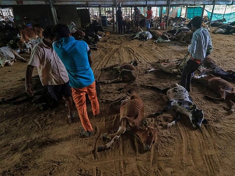 Workers remove carcass of cows that died after being infected with lumpy skin disease at a cow shelter in Jaipur, Rajasthan state, India, Sept. 21, 2022.  