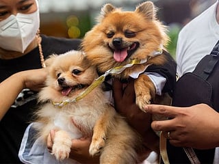 Philippines' pet weddings highlight animal blessing ceremony