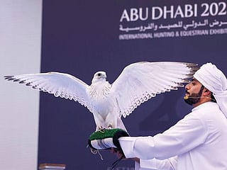 UAE: American falcon fetches record price of over Dh1 million at Abu Dhabi auction