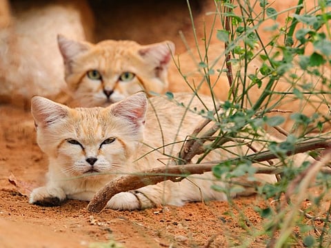 Arabian Sand Cats are among the endangered animals being cared for in the UAE