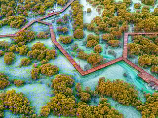 5 UAE mangroves to visit with children during the school winter break