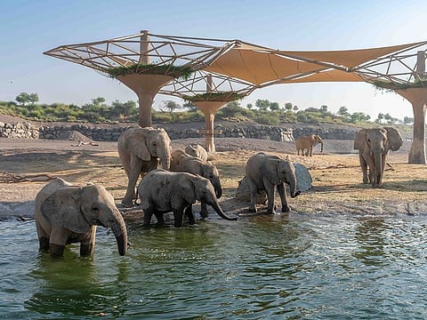 Elephants at the Safari