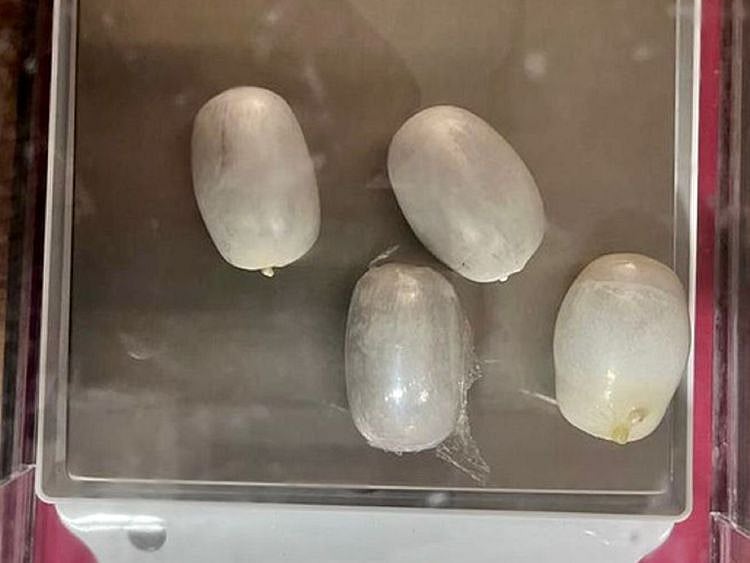 Four capsule-shaped packets suspected gold rectum