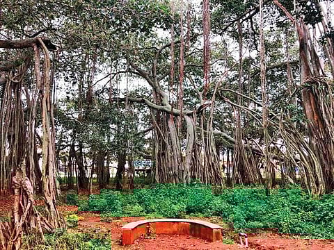 Located on the outskirts of Bengaluru, the Big Banyan Tree has been developed into a park.