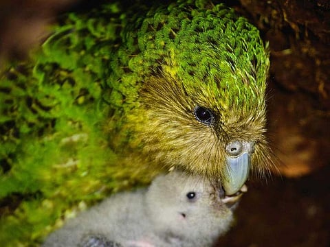 This handout photograph taken on March 25, 2022 and received on October 17, 2022 from New Zealand's Department of Conservation shows a kakapo and its chick on New Zealand's Codfish Island.