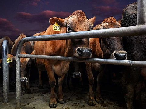 A photo taken on August 10, 2022 shows cows waiting to be milked on a dairy farm near Cambridge in New Zealand's Waikato region. Picture for illustrative purposes. 
