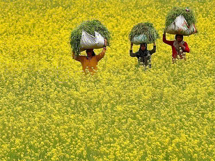 mustard fodder kashmir 