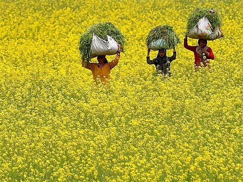 Women carry fodder for their cattle through a mustard field on Earth Day, amid concerns about the spread of the coronavirus disease (COVID-19), on the outskirts of Srinagar April 22, 2020. 
