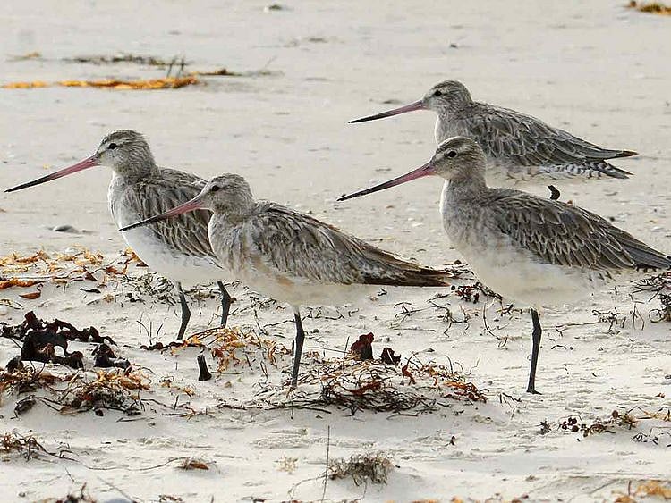 Bar-tailed godwits