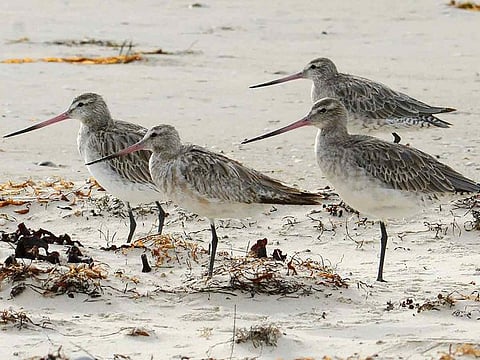 File photo: Bar-tailed godwits stand on the beach at Marion Bay in Australia's Tasmania state. 