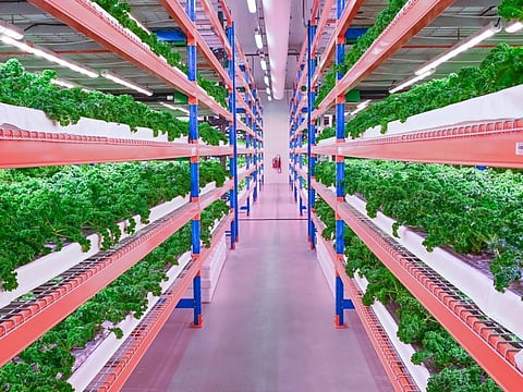 Dubai's new vertical farm - the biggest such in the world - is a stellar example of sustainability-backed construction. More projects are incorporating the theme of going less carbon intensive in the build phase. 