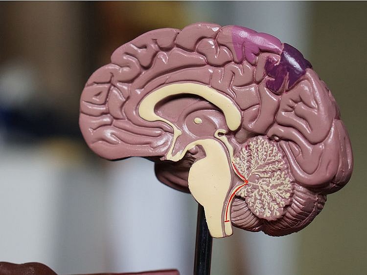 brain