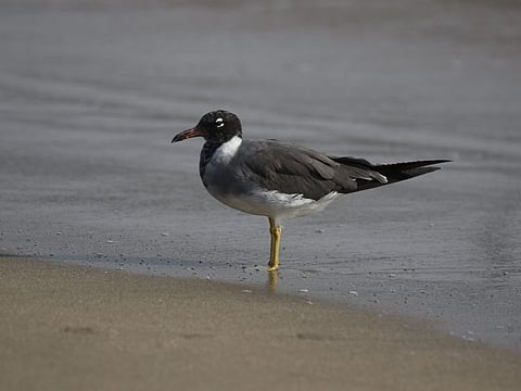 White-eyed gull spotted on Kalba Beach. 