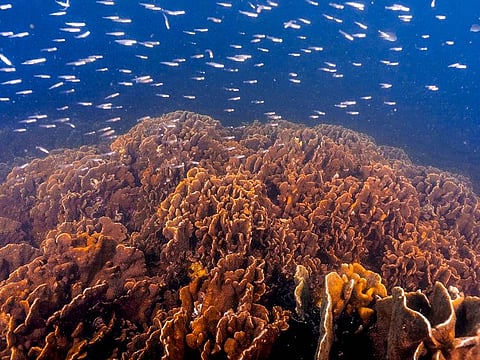 Abu Dhabi is home to 34 different types of hard coral spread in several locations, including Ras Ghanada, Butinah, Alsaadiyat and Alnouf.