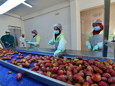 A picture shows a factory that transforms organic prickly pears into juice, paw and seed extract to make oil, at a prickly pear farm in Zelfen, near Kasserine in central Tunisia.