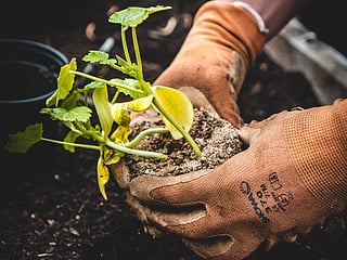 UAE: 4 things to keep in mind when hiring a gardener for your home