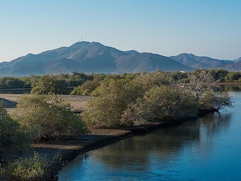 UAE: While paddling through the 300-year-old Kalba mangroves, you will be able to spot rare animals like the white-collared kingfisher or the hawksbill turtle. Picture used for illustrative purposes. 