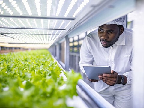 The joint venture partners Mowreq and Taiwan's YesHealth intend to create a series of vertical farms across the Kingdom. 