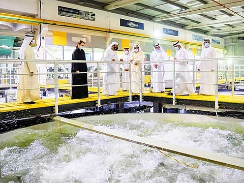 In this archive image, His Highness Shaikh Mohammad Bin Rashid Al Maktoum, Vice-President and Prime Minister of the UAE and Ruler of Dubai, tours the Jebel Ali Fish Farm in Dubai. Initiatives to raise local food production as part of the National Food Security Strategy 2051 have won the UAE accolades while also prompting Emirati youth to look at innovative avenues to help the nation achieve its food sustainability goals