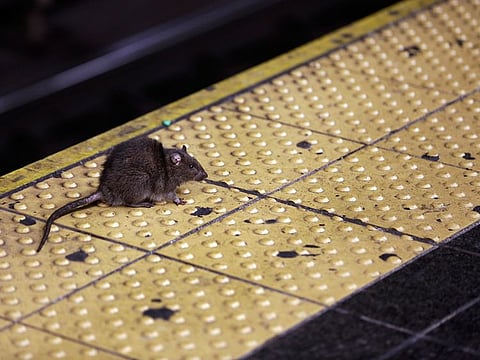 A rat crosses a Times Square subway platform in New York. 