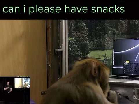 A Neuralink-trained monkey doing “Telepathic Typing”, using just his mind. 