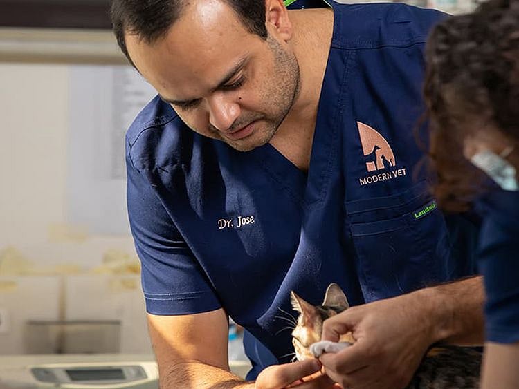 Modern vet