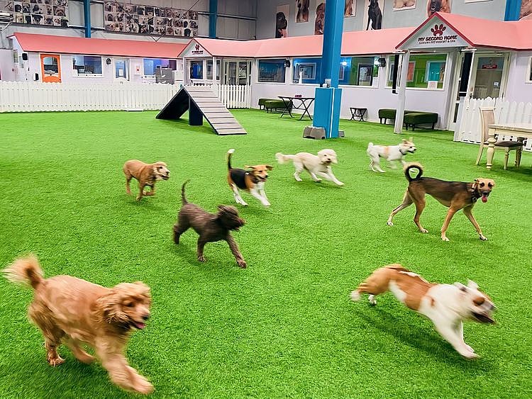 SU_221207_Petcare_PC_My Second Home1