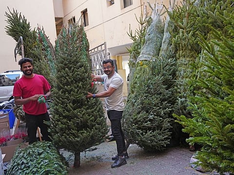 File photo shows fresh trees in Dubai. Traditionally, Christmas trees are taken down following "Twelft Night After Christmas".
