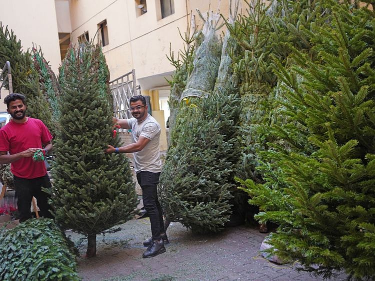 NAT 221221 Christmas Trees CE011-1671637072632