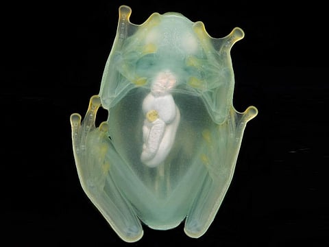 A male glass frog photographed from below using a flash, showing its transparency.