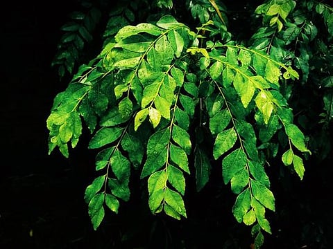 Curry leaves are crisp and fragrant, and their clove-like scent is often cited as a prime ingredient in Indian cuisine.