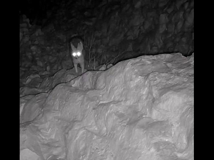 rare-species-camera-trap-EAD-1640494678259
