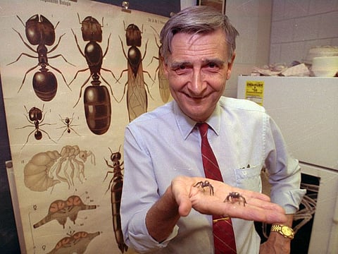 Edward O. Wilson, co-author of "The Ants," which won the Pulitzer Prize for general non-fiction, poses for a portrait on June 10, 1991. 