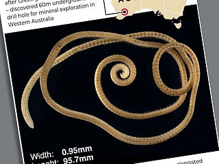 The leggiest animal on the planet